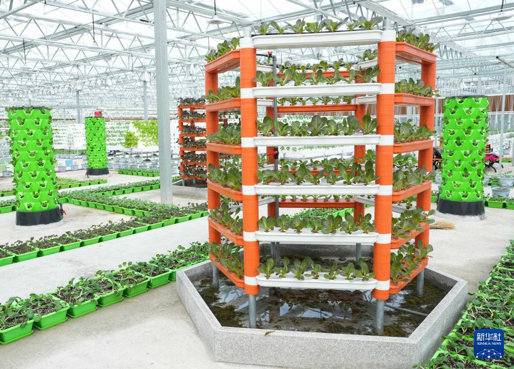 浙江岱山：科技强农盐碱地变现代农业园(图5)