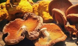 非标自动化行业发展现状调查分析2023(图5)