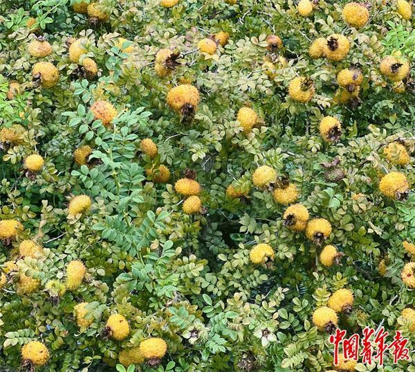 院士专家下乡记：为孩子“摘星”帮土地“点金”(图2)