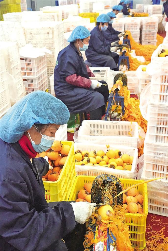 小柿子闯出大市场富平县柿子全产业链年产值超过85亿元(图1)