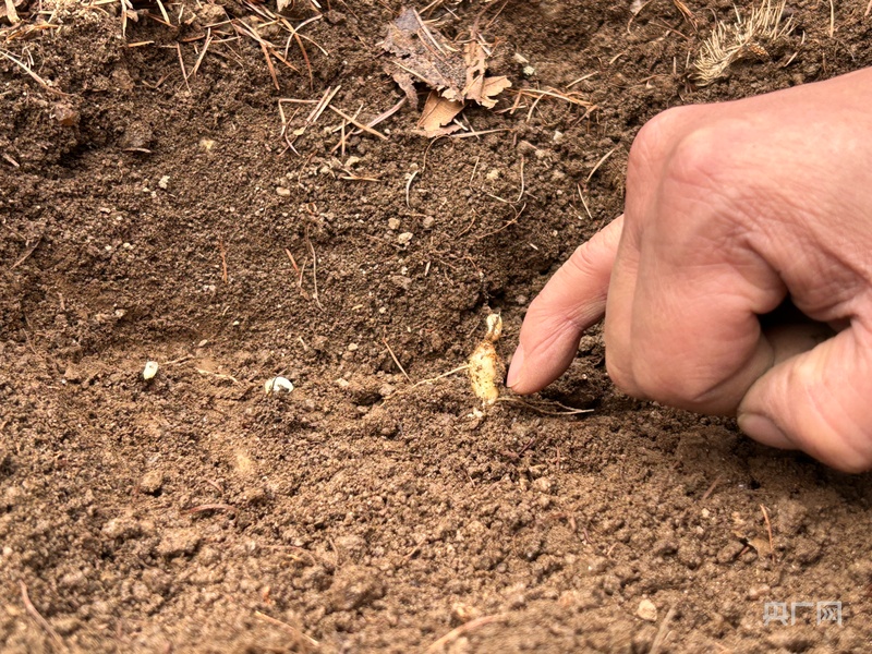 喜看家乡新变化陕西留坝：绘就乡WilliamHill村振兴新图景(图1)