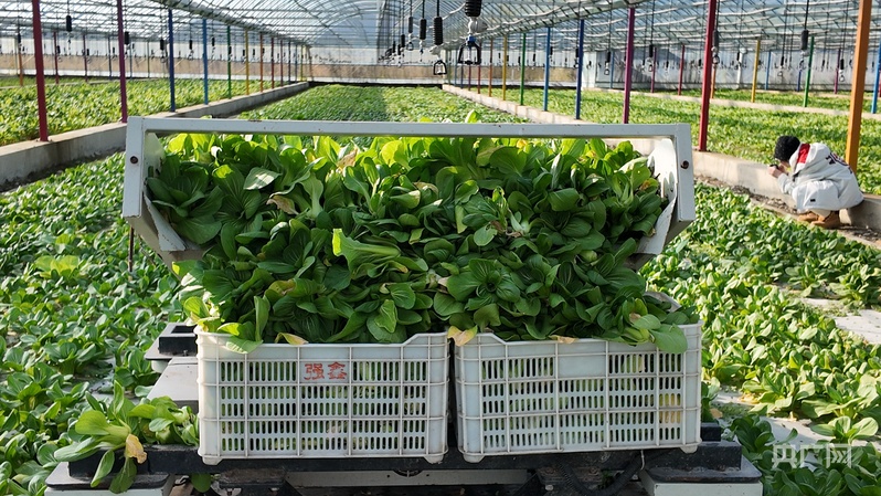 喜看家乡新变化陕西留坝：绘就乡WilliamHill村振兴新图景(图5)