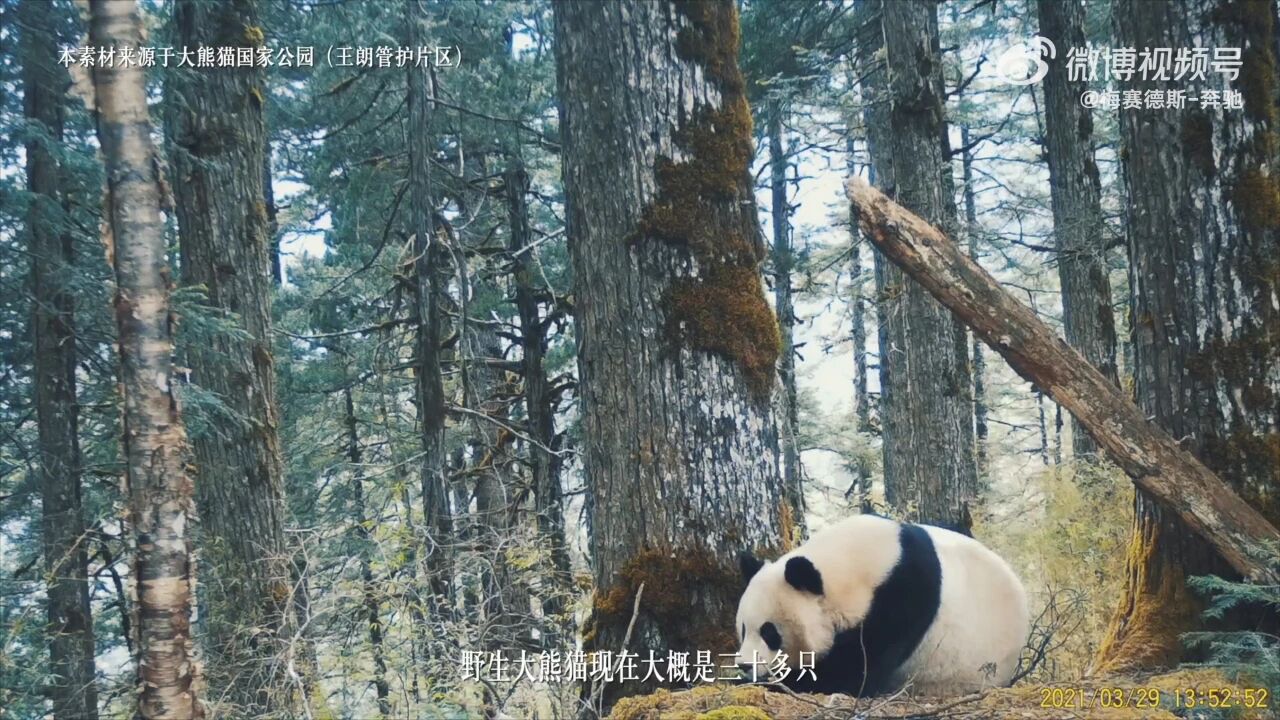 WilliamHill百年三叉星遇上中国新局时间从不会辜负坚持者(图11)