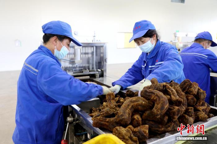 甘肃礼县有“药”力：科技赋新能非遗撑底气(图1)