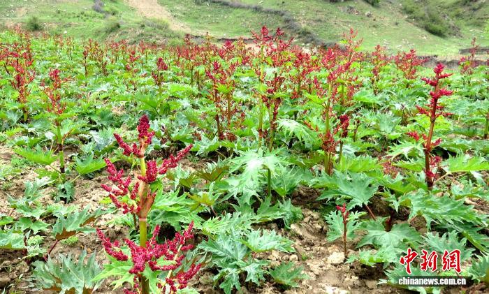 甘肃礼县有“药”力：科技赋新能非遗撑底气(图2)